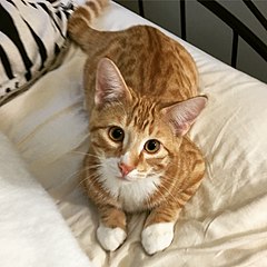 chat