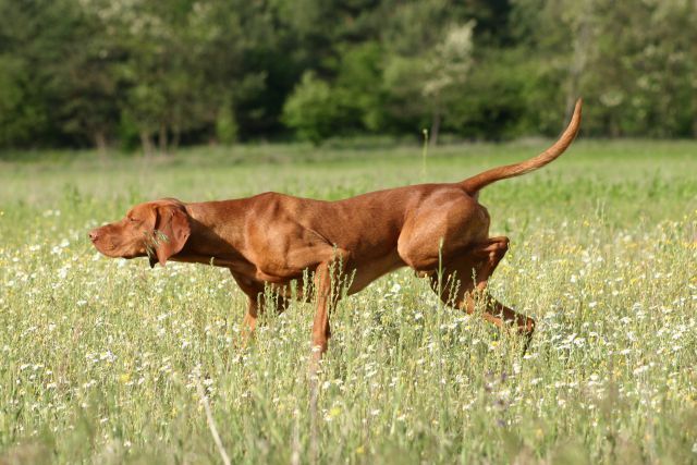 chien